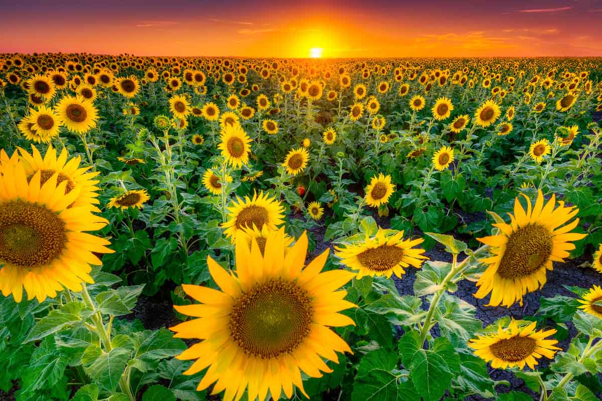 Sunflower field